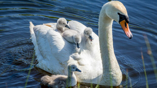 Photo d'un Cygne Tuberculé