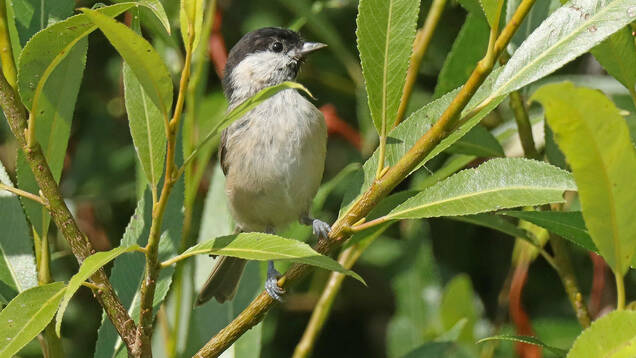 Photo d'une Mésange nonnette