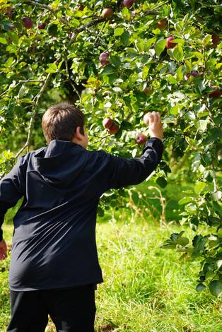 Photo d'un enfant ceuillant des pommes