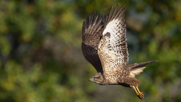 Photo d'une Buse Variable en vol