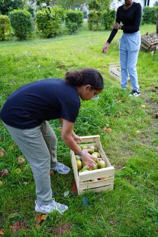 Photo d'un enfant remplissant une cagette de pommes