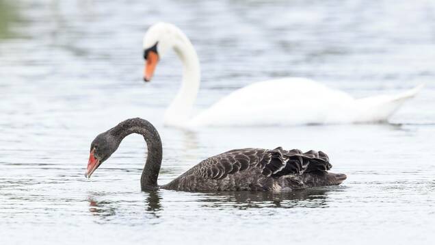 Photo d'un cygne noir