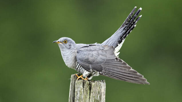 Photo d'un Coucou gris