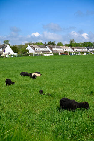 Photo des moutons