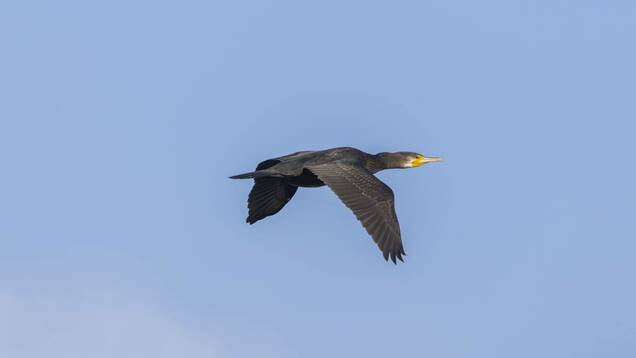 Photo d'un Grand Cormoran
