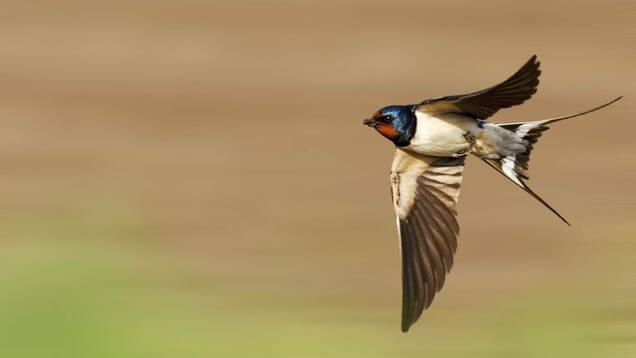Photo d'une Hirondelle rustique