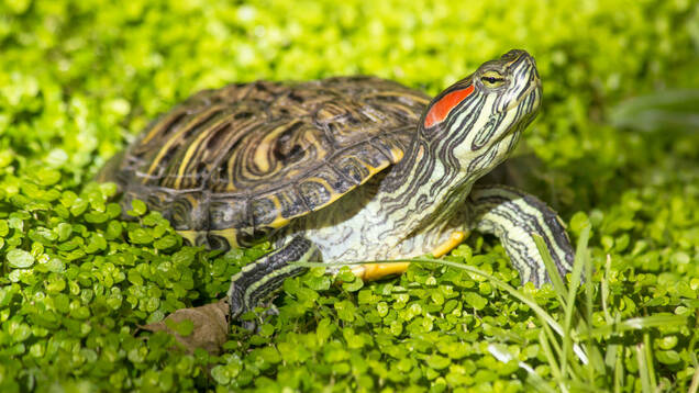 Photo d'une tortue de Floride