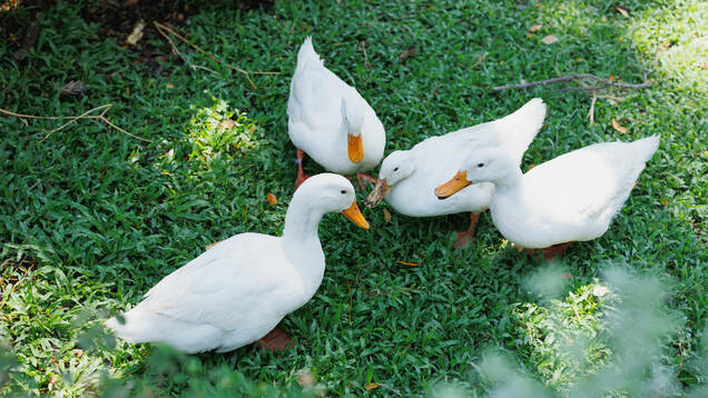 Photo de plusieurs Canard blanc