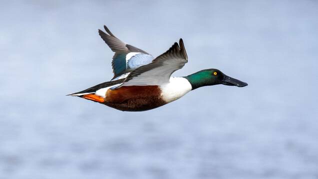 Photo d'un Canard souchet