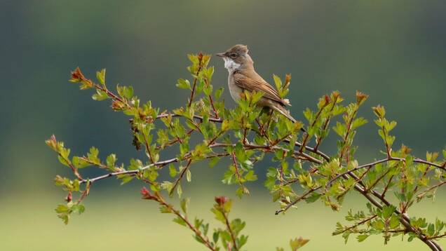 Photo d'une Fauvette grisette