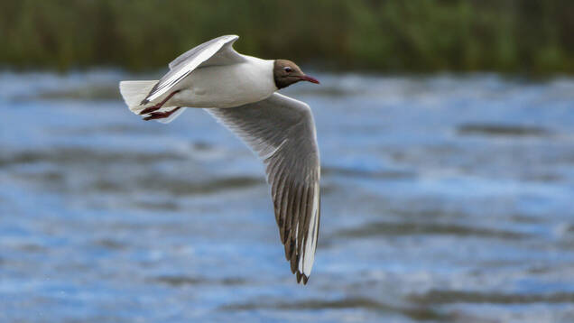 Photo d'une Mouette Rieuse