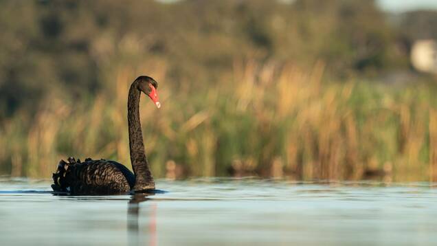 Photo d'un cygne noir
