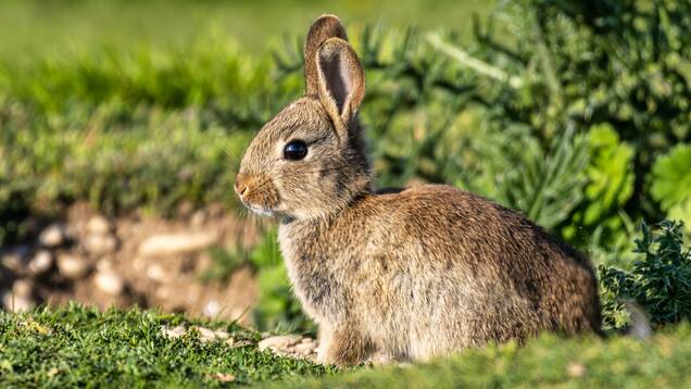 Photo d'un lapin de garenne