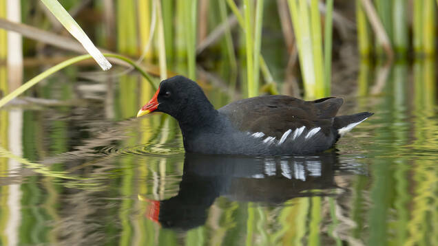 Photo d'une Gallinule poule d'eau