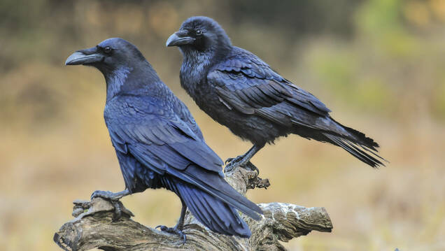 Photo de deux Corbeau Freux