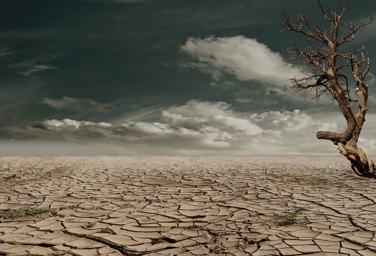 Vue d'un désert avec un arbre mort