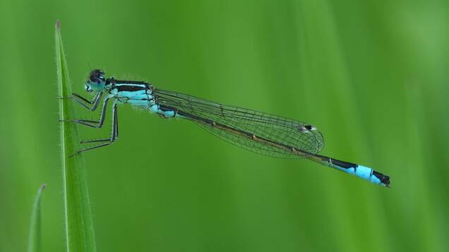 Photo d'un agrion élégant
