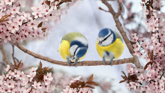 Photo d'un couple de Mésange bleue
