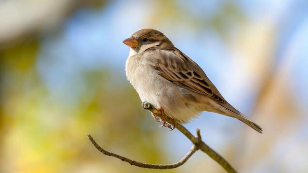 Photo d'un Moineau domestique