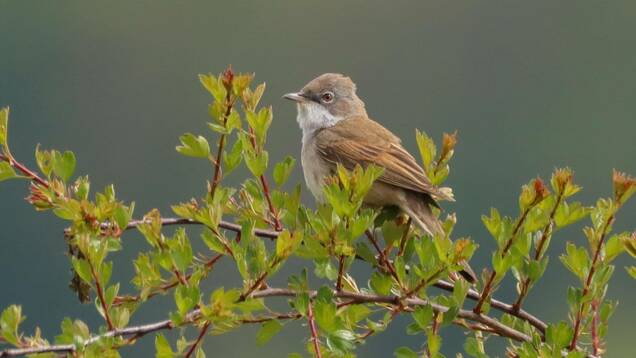 Photo d'une Fauvette grisette