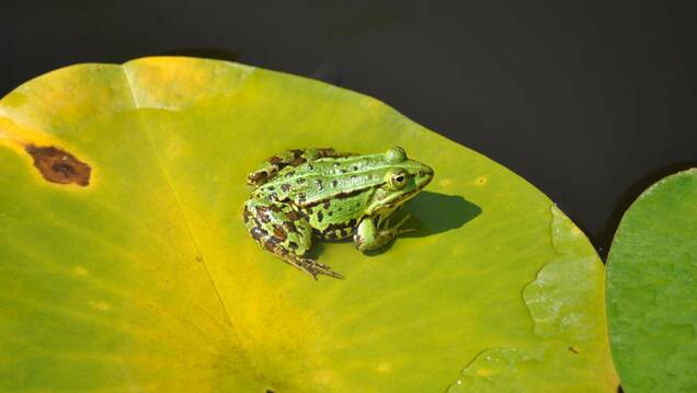 Photo d'une grenouille verte