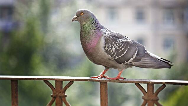 Photo d'un Pigeon Ramier