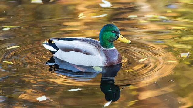Photo d'un Canard Colvert