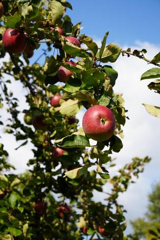 Photo d'une pomme dans l'arbre