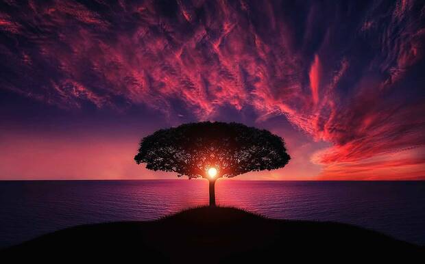 alt arbre mer