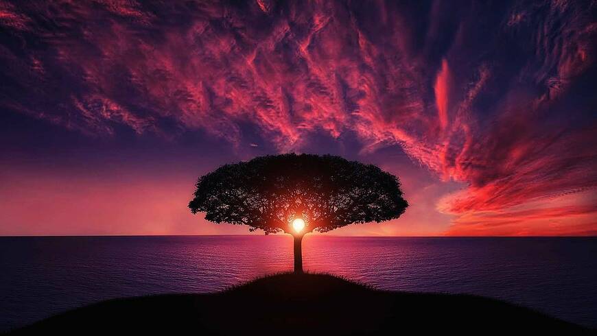 alt arbre mer