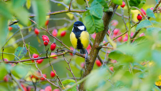 Photo d'une Mésange Charbonnière