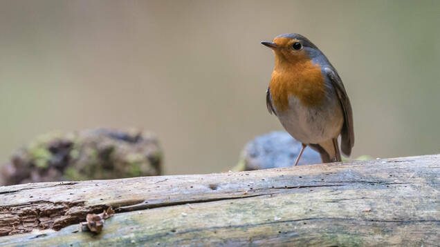 Photo d'un Rouge-Gorge familier