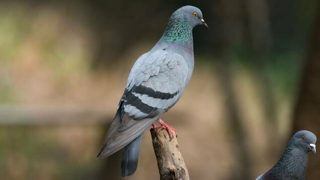Photo d'un Pigeon biset