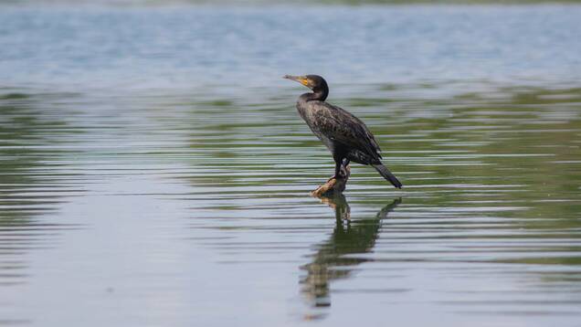 Photo d'un Grand Cormoran