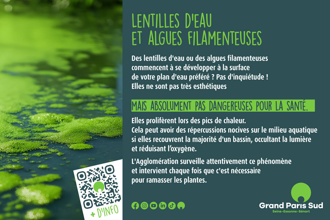 Information sur les lentilles d'eau