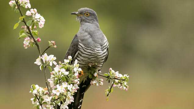 Photo d'un Coucou gris