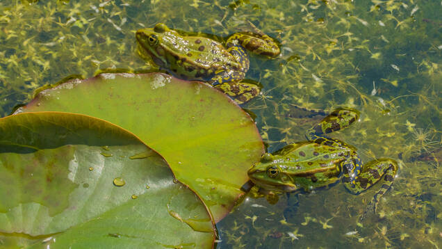 Photo de deux grenouilles verte