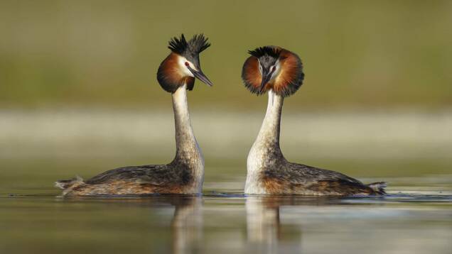 Photo d'un couple de Grèbe Huppé
