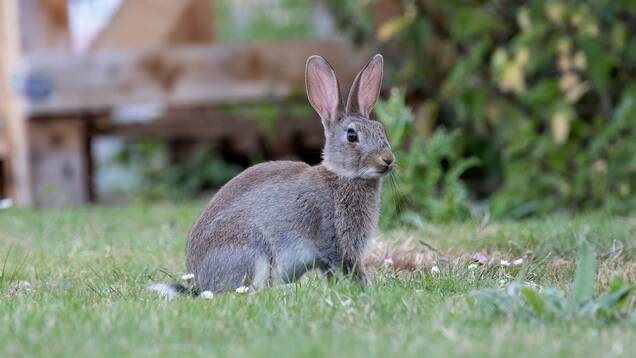 Photo d'un lapin de garenne sur l'herbe