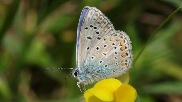 Photo d'un argus bleu