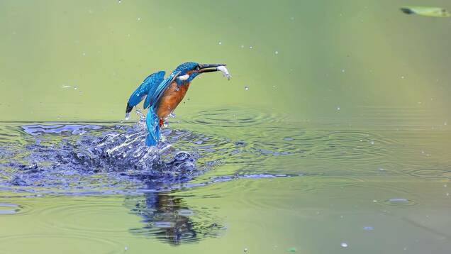 Photo d'un Martin-pêcheur qui a attrapé un poisson