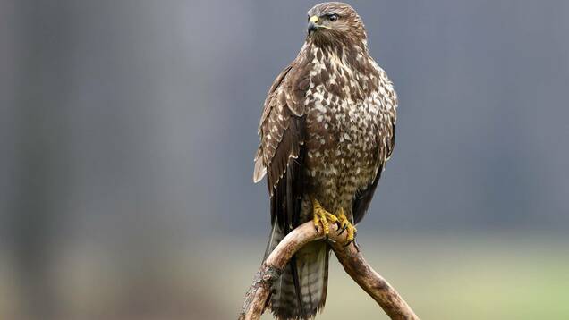 Photo d'une Buse Variable