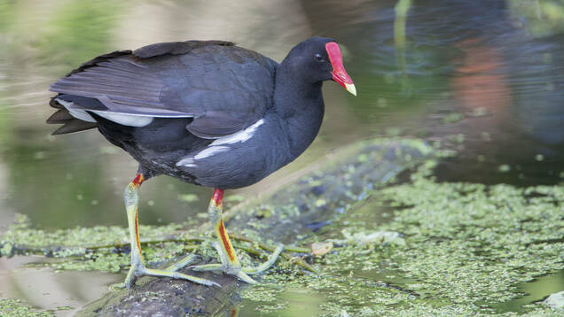 Photo d'une Gallinule poule d'eau