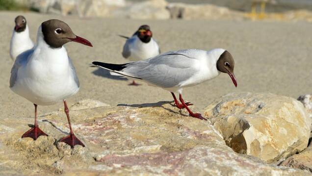 Photo de Mouette Rieuse