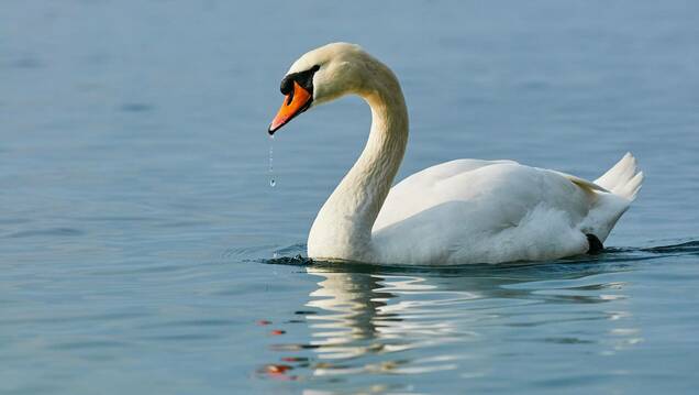 Photo d'un Cygne Tuberculé