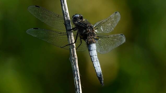 Photo d'une libellule fauve bleu