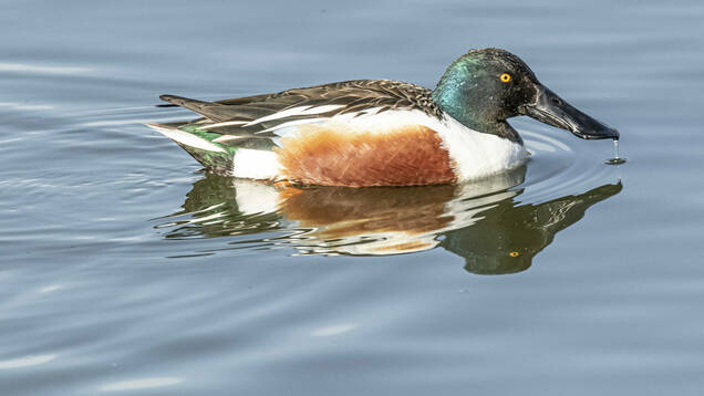 Photo d'un Canard souchet