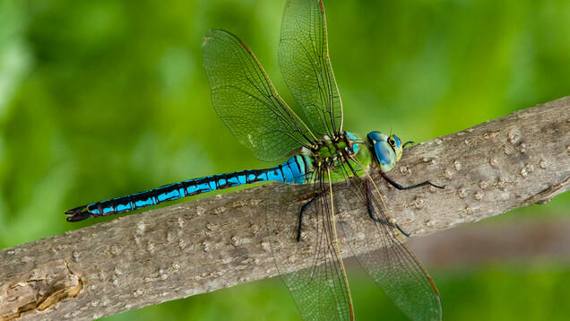 Photo d'un Anax empereur