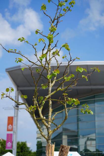 Photo de la place du 19 mars avec un arbre