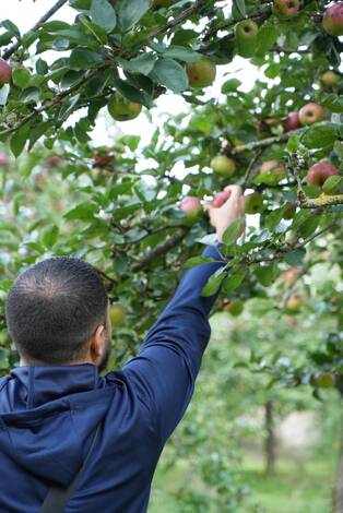 Photo d'une personne ceuillant une pomme